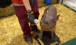 吃瓜吃成猪的视频下载免费,从“吃瓜吃成猪”视频看网络现象背后的饮食文化反思