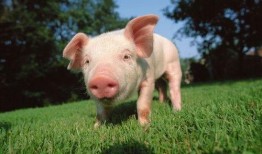 吃瓜吃成猪的视频下载免费,从“吃瓜吃成猪”视频看网络现象背后的饮食文化反思