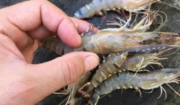 养殖对虾爆料视频教程,揭秘视频教程精华