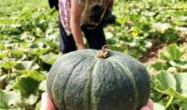 最新的瓜爆料的网红,网红新动态，揭秘背后惊人真相！