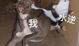 小兽爆料教练视频大全,教练视频大全精彩瞬间大盘点