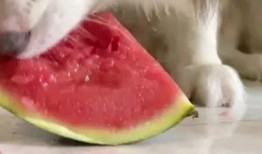 网红狗哥爆料吃瓜视频在线观看,吃瓜视频在线观看，揭秘娱乐圈幕后真相