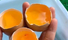 鸡蛋壳最新爆料,揭秘行业背后惊人真相