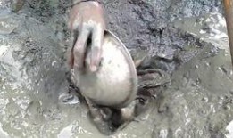 韩国鲶鱼爆料视频大全在线观看,揭秘娱乐圈幕后真相