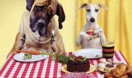 娱乐吃瓜养狗视频在线观看,在线观看乐翻天！