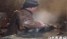 屠宰最新爆料新闻视频,屠宰场内幕惊人，视频揭露行业黑幕