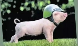 吃瓜吃成猪的视频下载免费,从“吃瓜吃成猪”视频看网络现象背后的饮食文化反思