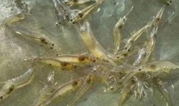 养殖对虾爆料视频教程,揭秘视频教程精华