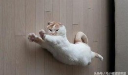 郑州爆料猫咪事件视频,爱心救助引发网友热议