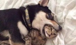 郑州爆料猫咪事件视频,爱心救助引发网友热议