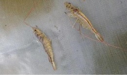 养殖对虾爆料视频教程,揭秘视频教程精华