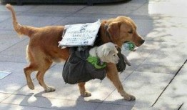 济南骑狗大队爆料视频