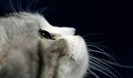 娱乐吃瓜君猫猫子,揭秘娱乐圈那些不为人知的幕后故事