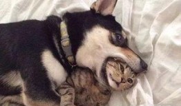 济南骑狗大队爆料视频