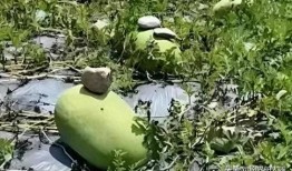 最新的瓜爆料的网红,网红新动态，揭秘背后惊人真相！